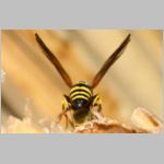 Symmorphus gracilis - Lehmwespe 08d 9mm mit Kaeferlarve fdet11.jpg